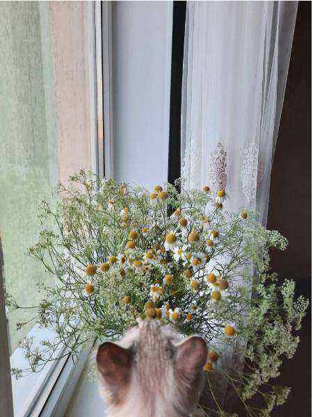 Fleurs locales et durables